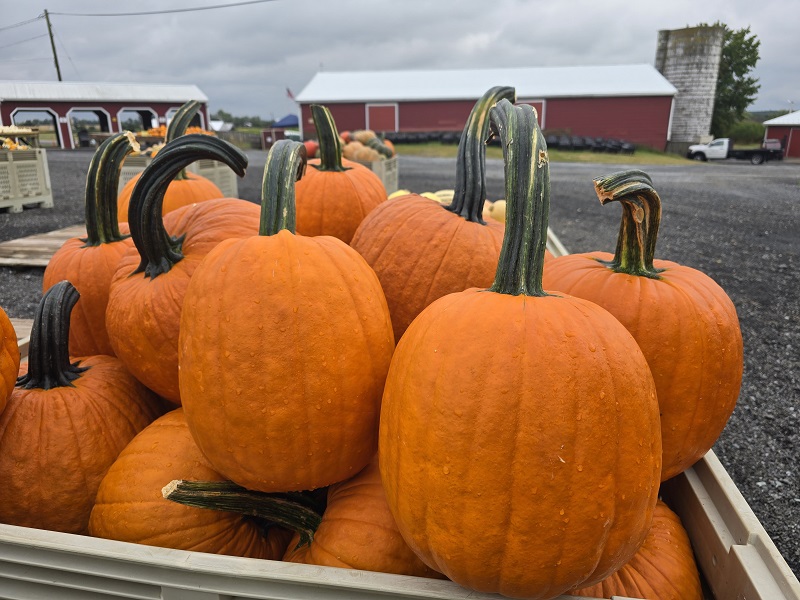 pumpkins